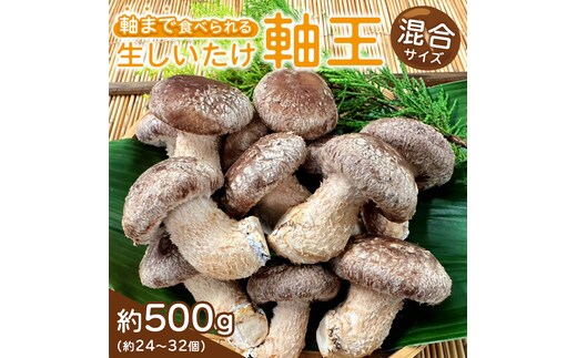 産地直送！軸まで美味しい『軸王しいたけ』サイズ混合 約500g (約24～32個) しいたけ 椎茸 シイタケ きのこ キノコ 野菜 軸が太い 軸まで食べられる 特大 肉厚 旨味 菌床 国産 ぷりぷり ステーキ 椎茸ステーキ 新鮮 BBQ バーベキュー バター焼き 網焼き きんぴら オイル漬け [FL03-NT]