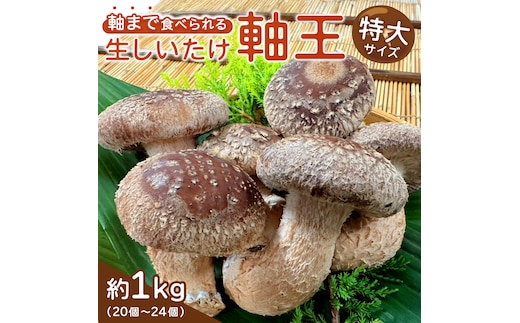 産地直送！軸まで美味しい『軸王しいたけ』 特大サイズ 約1kg (約20〜24個) しいたけ 椎茸 シイタケ きのこ キノコ 野菜 軸が太い 軸まで食べられる 特大 肉厚 旨味 菌床 国産 ぷりぷり ステーキ 椎茸ステーキ 新鮮 BBQ バーベキュー バター焼き 網焼き きんぴら オイル漬け [FL02-NT]