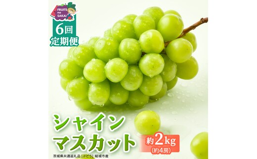 【定期便】6か月連続でお届け！ シャインマスカット 約2kg（約4房）【2026年8月から発送開始】（茨城県共通返礼品 [ぶどう]：結城市産） ぶどう ブドウ 葡萄 シャインマスカット 種なし 皮ごと 甘い 高級 ふるさと納税 定期便 6か月 [FC57-NT]