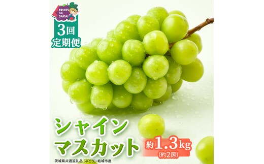 【定期便】3か月連続でお届け！ シャインマスカット 約1.3kg（約2房）【2026年8月から発送開始】（茨城県共通返礼品 [ぶどう]：結城市産） ぶどう ブドウ 葡萄 シャインマスカット 種なし 皮ごと 甘い 高級 ふるさと納税 定期便 3か月 [FC54-NT]