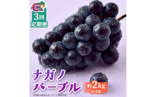 【定期便】3か月連続でお届け！ナガノパープル 約2kg （約4房）【2026年8月より発送開始】（茨城県共通返礼品 [ぶどう]：結城市産） ぶどう ブドウ 葡萄 ナガノパープル 種なし 皮ごと 高級 国産 黒ぶどう 旬 お取り寄せ フルーツ 希少品種 デザート [FC61-NT]