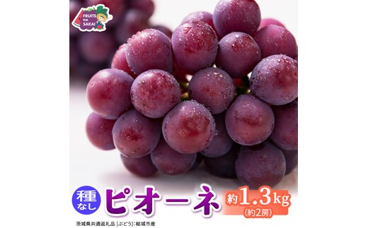 ピオーネ 約1.3kg （約2房）【2026年8月より発送開始】（茨城県共通返礼品 [ぶどう]：結城市産） ぶどう ブドウ 葡萄 ピオーネ高級 国産 黒ぶどう 旬 お取り寄せ フルーツ 希少品種 デザート [FC63-NT]