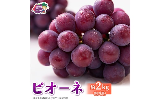 ピオーネ 約2kg （約4房）【2026年8月より発送開始】（茨城県共通返礼品 [ぶどう]：結城市産） ぶどう ブドウ 葡萄 ピオーネ高級 国産 黒ぶどう 旬 お取り寄せ フルーツ 希少品種 デザート [FC64-NT]