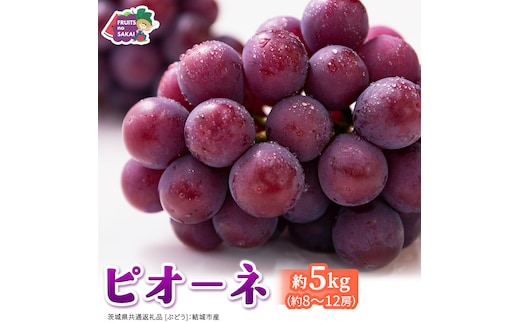 ピオーネ 約5kg （約8～12房）【2026年8月より発送開始】（茨城県共通返礼品 [ぶどう]：結城市産） ぶどう ブドウ 葡萄 ピオーネ高級 国産 黒ぶどう 旬 お取り寄せ フルーツ 希少品種 デザート [FC65-NT]