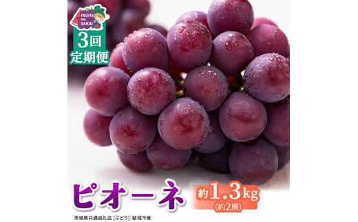 【定期便】3か月連続でお届け！ピオーネ 約1.3kg （約2房）【2026年8月より発送開始】（茨城県共通返礼品 [ぶどう]：結城市産） ぶどう ブドウ 葡萄 ピオーネ高級 国産 黒ぶどう 旬 お取り寄せ フルーツ 希少品種 デザート [FC66-NT]