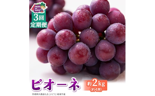 【定期便】3か月連続でお届け！ピオーネ 約2kg （約4房）【2026年8月より発送開始】（茨城県共通返礼品 [ぶどう]：結城市産） ぶどう ブドウ 葡萄 ピオーネ高級 国産 黒ぶどう 旬 お取り寄せ フルーツ 希少品種 デザート [FC67-NT]