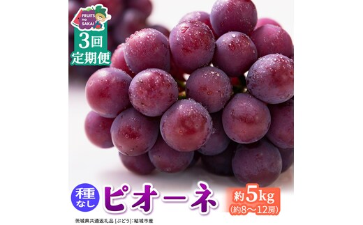 【定期便】3か月連続でお届け！ピオーネ 約5kg （約8～12房）【2026年8月より発送開始】（茨城県共通返礼品 [ぶどう]：結城市産） ぶどう ブドウ 葡萄 ピオーネ高級 国産 黒ぶどう 旬 お取り寄せ フルーツ 希少品種 デザート [FC68-NT]