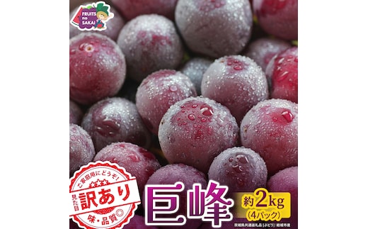 ＜ 訳あり ＞ 巨峰 4パック(約2kg)【2026年9月より発送開始】（茨城県共通返礼品 [ぶどう]：結城市産） ぶどう ご家庭用 お得 フルーツ 果物 加工用 [FC123-NT]