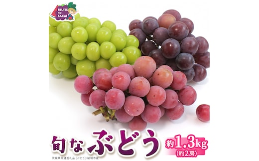 旬なぶどう 品種おまかせ 約1.3kg(約2房)【2026年8月より発送開始】（茨城県共通返礼品 [ぶどう]：結城市産） ぶどう 旬 おまかせ 詰め合わせ フルーツ 果物 巨峰 ピオーネ シャインマスカット ナガノパープル 我が道 ゴルビー [FC117-NT]