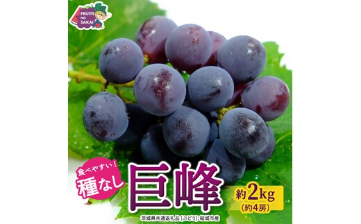 種なし 巨峰 約2kg(約4房)【2026年7月より発送開始】（茨城県共通返礼品 [ぶどう]：結城市産） ぶどう 種なし巨峰 フルーツ デザート 果物 食べやすい 旬 [FC112-NT]