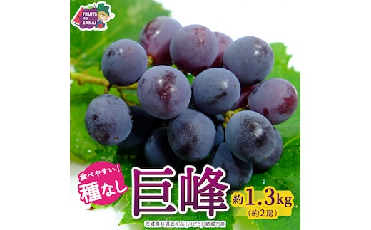 種なし 巨峰 約1.3kg(約2房)【2026年7月より発送開始】（茨城県共通返礼品 [ぶどう]：結城市産） ぶどう 種なし巨峰 フルーツ デザート 果物 食べやすい 旬 [FC111-NT]