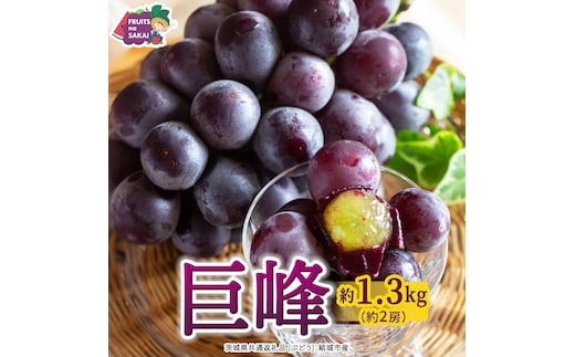 巨峰 約1.3kg(約2房)【2026年7月より発送開始】（茨城県共通返礼品 [ぶどう]：結城市産） ぶどう 果物 フルーツ デザート 茨城県 ギフト 高級 旬 [FC108-NT]