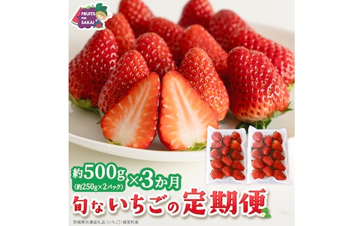 【定期便】旬ないちご品種おまかせ3ヶ月連続お届け便 （約250g×2パック）×3回【2027年1月から発送開始】（茨城県共通返礼品 [いちご]：城里町産） 果物 くだもの フルーツ イチゴ 苺 旬 品種おまかせ 人気 [FC106-NT]
