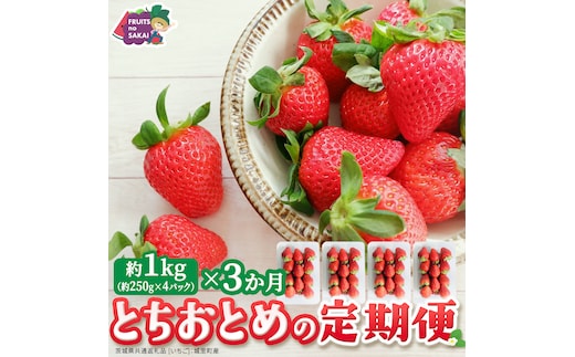 【定期便】とちおとめ 約250g（15～18粒）×4パック 3ヶ月連続お届け便【2026年12月から発送開始】（茨城県共通返礼品 [いちご]：城里町産） 茨城県 県産 人気 厳選 果物 くだもの 旬 旬の果物 旬のフルーツ ギフト 贈答 いちご イチゴ 苺 とちおとめ [FC96-NT]