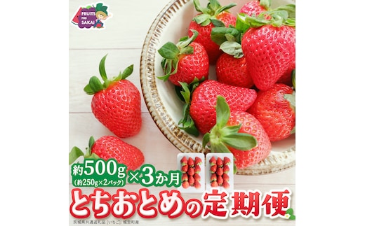【定期便】とちおとめ 約250g（15～18粒）×2パック 3ヶ月連続お届け便【2026年12月から発送開始】（茨城県共通返礼品 [いちご]：城里町産） 茨城県 県産 人気 厳選 果物 くだもの 旬 旬の果物 旬のフルーツ ギフト 贈答 いちご イチゴ 苺 とちおとめ [FC95-NT]
