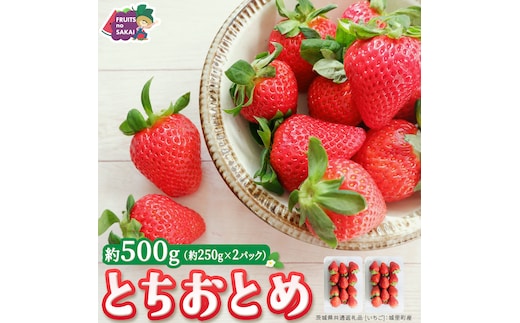 とちおとめ 約250g（15～18粒）×2パック【2026年12月から発送開始】（茨城県共通返礼品 [いちご]：城里町産） 茨城県 県産 人気 厳選 果物 くだもの 旬 旬の果物 旬のフルーツ ギフト 贈答 いちご イチゴ 苺 とちおとめ [FC93-NT]