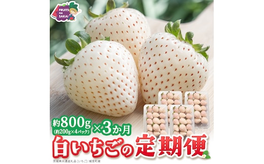 【定期便】白いちご 約200g×4パック 3ヶ月連続お届け便【2027年1月から発送開始】（茨城県共通返礼品 [いちご]：城里町産） 茨城県 県産 人気 厳選 果物 くだもの 旬 旬の果物 旬のフルーツ フルーツ ギフト 贈答 いちご イチゴ 苺 白いちご [FC92-NT]