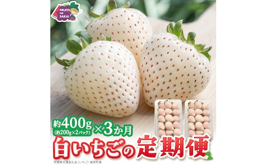 【定期便】白いちご 約200g×2パック 3ヶ月連続お届け便【2027年1月から発送開始】（茨城県共通返礼品 [いちご]：城里町産） 茨城県 県産 人気 厳選 果物 くだもの 旬 旬の果物 旬のフルーツ フルーツ ギフト 贈答 いちご イチゴ 苺 白いちご [FC91-NT]