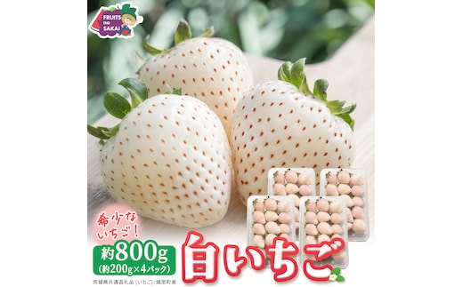 白いちご 約200g（15～18粒）×4パック【2027年1月から発送開始】（茨城県共通返礼品 [いちご]：城里町産） 茨城県 県産 人気 厳選 果物 くだもの 旬 旬の果物 旬のフルーツ フルーツ ギフト 贈答 いちご イチゴ 苺 白いちご [FC90-NT]