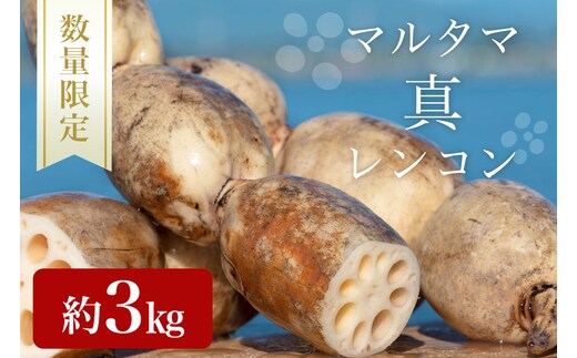【数量限定・先行予約】 マルタマ真レンコン 約3kg 17-AC