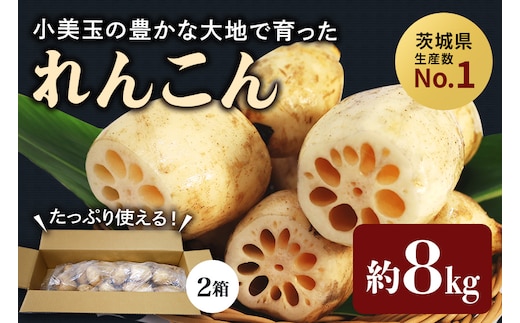【数量限定・先行予約】 小美玉市産れんこん（2箱）約8kg 17-AD