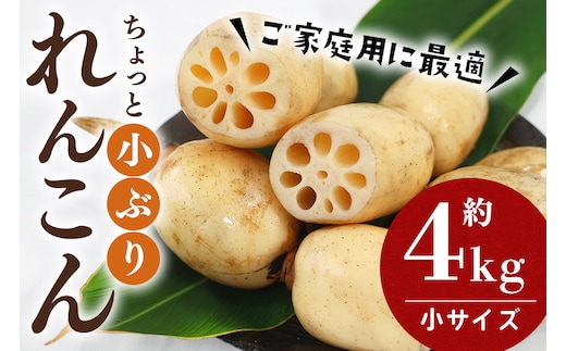 【数量限定・先行予約】 ご家庭用ちょっと小さめ れんこん 約4kg 17-AF