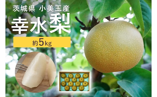 【数量限定 / 夏季限定】 梨（幸水） 約5kg 【8月中旬～下旬発送予定】 17-C