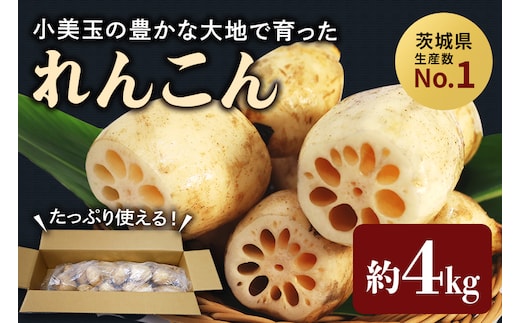 【数量限定・先行予約】縁起物野菜「れんこん」 約4kg 17-M