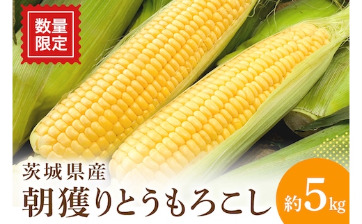 【数量限定 / 夏季限定】 朝穫りとうもろこし 約5kg 【7月上旬～8月中旬発送予定】 17-N