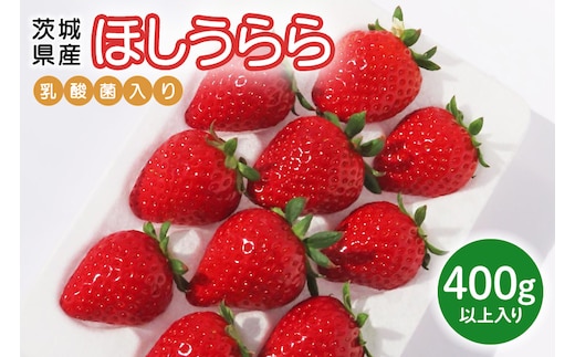 【先行予約・数量限定】ほしうらら 『乳酸菌入りいちごパック』 400g以上入り 19-AJ 【4/10～5/10順次発送予定】