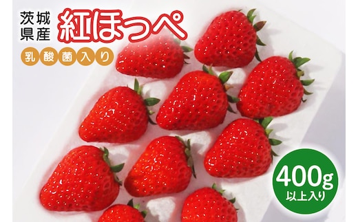 【先行予約・数量限定】紅ほっぺ 『乳酸菌入りいちごパック』 400g以上入り 19-AK 【4/10～5/10順次発送予定】