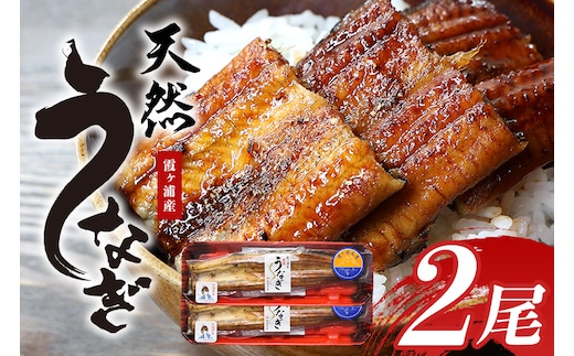 霞ヶ浦産天然うなぎ 蒲焼き 2尾（100～130g×2） 49-B