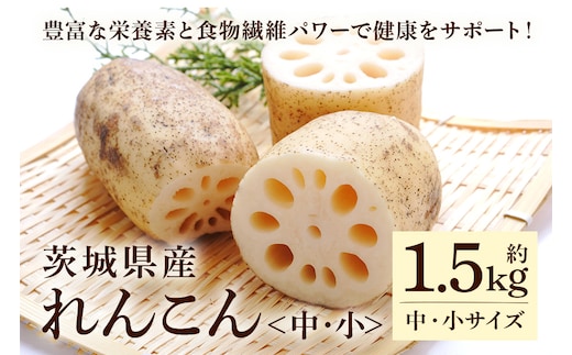 れんこん（中・小サイズ） 1.5kg 《8月上旬～2月中旬まで順次発送予定》 51-C