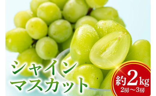 【数量限定・期間限定】 シャインマスカット 約2kg（2房～3房） 54-A