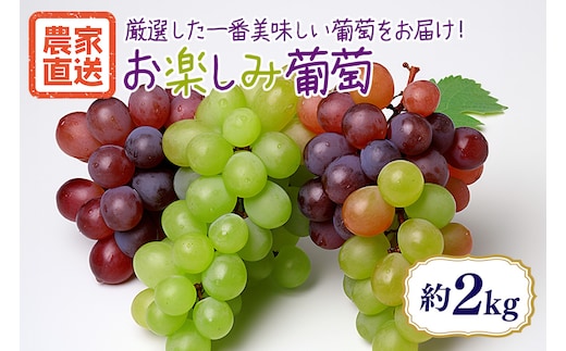 【数量限定・期間限定】 お楽しみ葡萄 約2kg 54-D