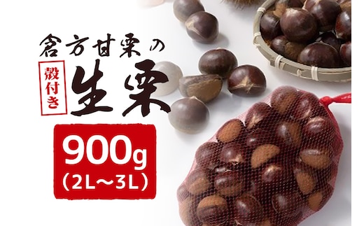 倉方甘栗の生栗 殻付き 約900g 2L～3L 55-E