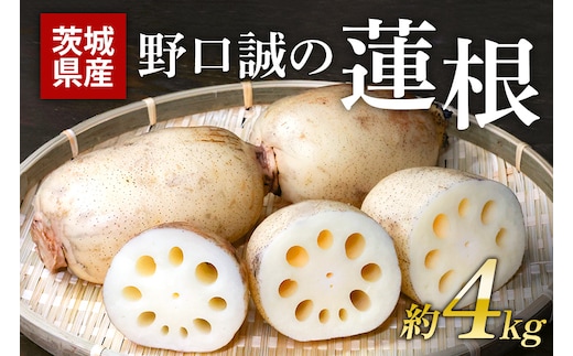 野口誠の蓮根 約4kg 57-A
