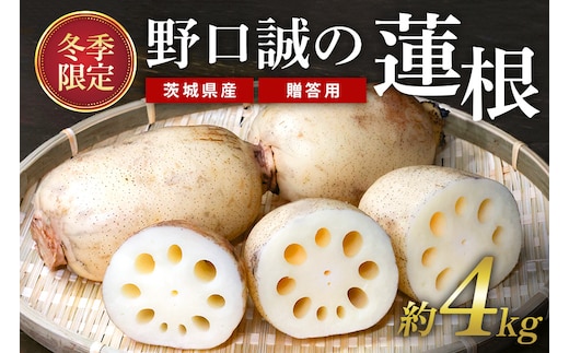贈答用 野口誠の蓮根 約4kg 57-B