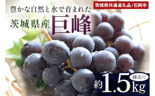 巨峰 約1.5kg（種あり）(茨城県共通返礼品 石岡市) 67-E