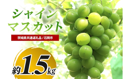 シャインマスカット 約1.5kg(茨城県共通返礼品 石岡市) 67-F