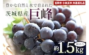 巨峰 約1.5kg（種あり）（石岡市 小美玉市 共通返礼品）67-E