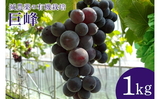 【数量限定・先行予約】 巨峰 1kg 【8月20日～9月末発送予定】 70-E