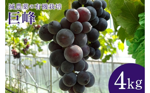 【数量限定・先行予約】 巨峰 4kg 【8月20日～9月末発送予定】 70-H