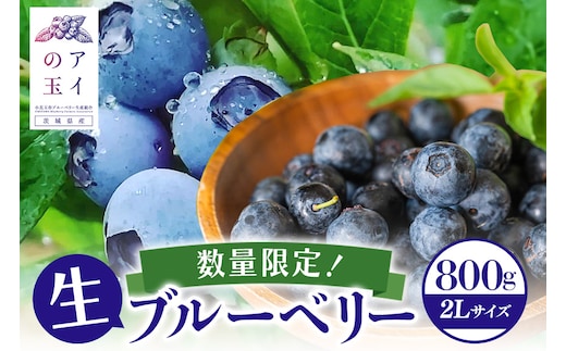 《数量限定・期間限定》 【アイの玉】毎日！朝摘み生ブルーベリー(2L) 73-A 【2026年6月15日より順次発送予定・7月31日に受付終了】