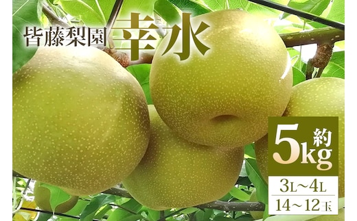 【数量限定・先行予約】梨 幸水（約5kg/3L～4L/14～12玉）【皆藤梨園】【8月上旬以降発送予定】 75-A