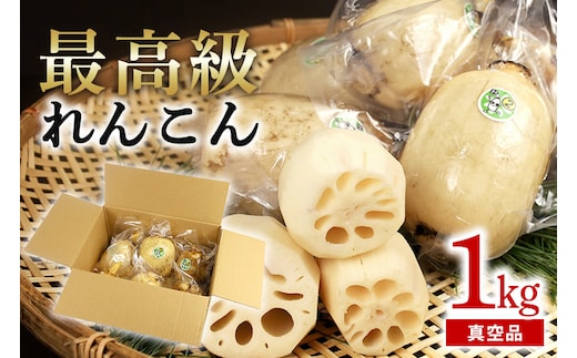 【最高級Bigれんこん珠美】真空品 1kg 77-C