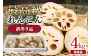 訳あり品【最高級Bigれんこん珠美】真空品 4kg 77-D