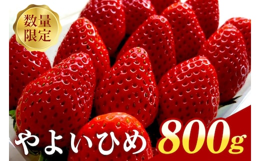 【数量限定】 ステビア栽培 朝摘み いちご やよいひめ 800g 【期間限定 4月10日に受付終了】 88-A