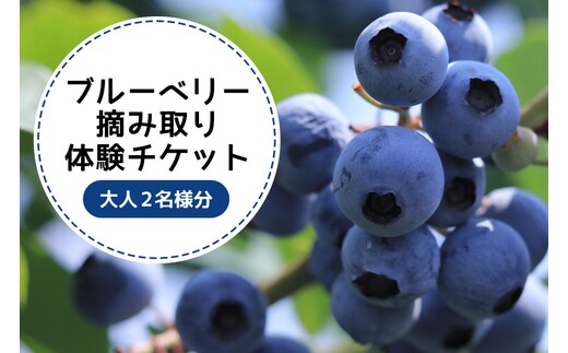 ブルーベリー狩り体験チケット（大人2名様分） 9-Q