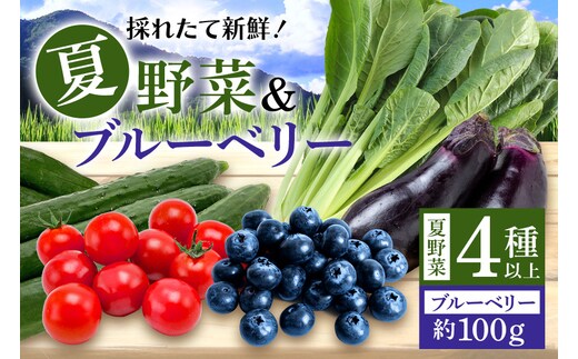 【数量限定・先行予約】小美玉産ブルーベリー＆野菜4種類以上セット(夏) ブルーベリー 野菜 旬 夏野菜 セット お楽しみ ミニトマト きゅうり なす じゃがいも 小松菜 ほうれん草 玉ねぎ アスパラガス 茨城県 小美玉市 【6月中旬～8月中旬発送予定】93-F